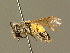  ( - BC ZSM HYM 01302)  @11 [ ] CreativeCommons - Attribution Non-Commercial Share-Alike (2010) Unspecified SNSB, Zoologische Staatssammlung Muenchen