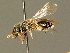  ( - BC ZSM HYM 01303)  @11 [ ] CreativeCommons - Attribution Non-Commercial Share-Alike (2010) Unspecified SNSB, Zoologische Staatssammlung Muenchen