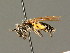  ( - BC ZSM HYM 01304)  @11 [ ] CreativeCommons - Attribution Non-Commercial Share-Alike (2010) Unspecified SNSB, Zoologische Staatssammlung Muenchen