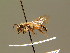  (Andrena eximia - BC ZSM HYM 01307)  @11 [ ] CreativeCommons - Attribution Non-Commercial Share-Alike (2010) Unspecified SNSB, Zoologische Staatssammlung Muenchen