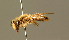  ( - BC ZSM HYM 01308)  @11 [ ] CreativeCommons - Attribution Non-Commercial Share-Alike (2010) Unspecified SNSB, Zoologische Staatssammlung Muenchen