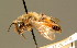 (Andrena stragulata - BC ZSM HYM 01309)  @11 [ ] CreativeCommons - Attribution Non-Commercial Share-Alike (2010) Unspecified SNSB, Zoologische Staatssammlung Muenchen