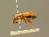  ( - BC ZSM HYM 01311)  @11 [ ] CreativeCommons - Attribution Non-Commercial Share-Alike (2010) Unspecified SNSB, Zoologische Staatssammlung Muenchen