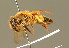 ( - BC ZSM HYM 01312)  @11 [ ] CreativeCommons - Attribution Non-Commercial Share-Alike (2010) Unspecified SNSB, Zoologische Staatssammlung Muenchen