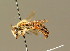  ( - BC ZSM HYM 01317)  @11 [ ] CreativeCommons - Attribution Non-Commercial Share-Alike (2010) Unspecified SNSB, Zoologische Staatssammlung Muenchen