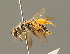  (Andrena florivaga - BC ZSM HYM 01320)  @15 [ ] CreativeCommons - Attribution Non-Commercial Share-Alike (2010) Unspecified SNSB, Zoologische Staatssammlung Muenchen