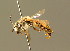  ( - BC ZSM HYM 01321)  @11 [ ] CreativeCommons - Attribution Non-Commercial Share-Alike (2010) Unspecified SNSB, Zoologische Staatssammlung Muenchen