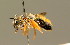  (Andrena fulvago - BC ZSM HYM 01325)  @14 [ ] CreativeCommons - Attribution Non-Commercial Share-Alike (2010) Unspecified SNSB, Zoologische Staatssammlung Muenchen