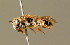  (Andrena fulvicornis - BC ZSM HYM 01327)  @15 [ ] CreativeCommons - Attribution Non-Commercial Share-Alike (2010) Unspecified SNSB, Zoologische Staatssammlung Muenchen