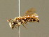  ( - BC ZSM HYM 01329)  @11 [ ] CreativeCommons - Attribution Non-Commercial Share-Alike (2010) Unspecified SNSB, Zoologische Staatssammlung Muenchen