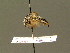  ( - BC ZSM HYM 01331)  @13 [ ] CreativeCommons - Attribution Non-Commercial Share-Alike (2010) Unspecified SNSB, Zoologische Staatssammlung Muenchen