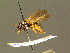  (Andrena granulosa - BC ZSM HYM 01334)  @13 [ ] CreativeCommons - Attribution Non-Commercial Share-Alike (2010) Unspecified SNSB, Zoologische Staatssammlung Muenchen