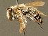  ( - BC ZSM HYM 01340)  @11 [ ] CreativeCommons - Attribution Non-Commercial Share-Alike (2010) Unspecified SNSB, Zoologische Staatssammlung Muenchen