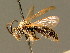  ( - BC ZSM HYM 01341)  @11 [ ] CreativeCommons - Attribution Non-Commercial Share-Alike (2010) Unspecified SNSB, Zoologische Staatssammlung Muenchen