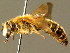  ( - BC ZSM HYM 01343)  @15 [ ] CreativeCommons - Attribution Non-Commercial Share-Alike (2010) Unspecified SNSB, Zoologische Staatssammlung Muenchen