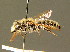  ( - BC ZSM HYM 01346)  @11 [ ] CreativeCommons - Attribution Non-Commercial Share-Alike (2010) Unspecified SNSB, Zoologische Staatssammlung Muenchen