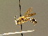  ( - BC ZSM HYM 01347)  @11 [ ] CreativeCommons - Attribution Non-Commercial Share-Alike (2010) Unspecified SNSB, Zoologische Staatssammlung Muenchen