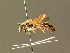 ( - BC ZSM HYM 01351)  @11 [ ] CreativeCommons - Attribution Non-Commercial Share-Alike (2010) Unspecified SNSB, Zoologische Staatssammlung Muenchen