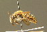  ( - BC ZSM HYM 01352)  @11 [ ] CreativeCommons - Attribution Non-Commercial Share-Alike (2010) Unspecified SNSB, Zoologische Staatssammlung Muenchen