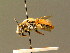  ( - BC ZSM HYM 01354)  @11 [ ] CreativeCommons - Attribution Non-Commercial Share-Alike (2010) Unspecified SNSB, Zoologische Staatssammlung Muenchen