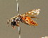  ( - BC ZSM HYM 01355)  @11 [ ] CreativeCommons - Attribution Non-Commercial Share-Alike (2010) Unspecified SNSB, Zoologische Staatssammlung Muenchen