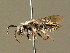  (Andrena amieti - BC ZSM HYM 01360)  @15 [ ] CreativeCommons - Attribution Non-Commercial Share-Alike (2010) Unspecified SNSB, Zoologische Staatssammlung Muenchen