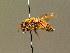  ( - BC ZSM HYM 01361)  @11 [ ] CreativeCommons - Attribution Non-Commercial Share-Alike (2010) Unspecified SNSB, Zoologische Staatssammlung Muenchen