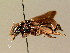  ( - BC ZSM HYM 01363)  @11 [ ] CreativeCommons - Attribution Non-Commercial Share-Alike (2010) Unspecified SNSB, Zoologische Staatssammlung Muenchen