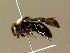  ( - BC ZSM HYM 01364)  @11 [ ] CreativeCommons - Attribution Non-Commercial Share-Alike (2010) Unspecified SNSB, Zoologische Staatssammlung Muenchen