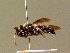  (Andrena morio - BC ZSM HYM 01365)  @14 [ ] CreativeCommons - Attribution Non-Commercial Share-Alike (2010) Unspecified SNSB, Zoologische Staatssammlung Muenchen