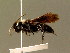  ( - BC ZSM HYM 01366)  @14 [ ] CreativeCommons - Attribution Non-Commercial Share-Alike (2010) Unspecified SNSB, Zoologische Staatssammlung Muenchen