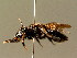  (Andrena nasuta - BC ZSM HYM 01367)  @14 [ ] CreativeCommons - Attribution Non-Commercial Share-Alike (2010) Unspecified SNSB, Zoologische Staatssammlung Muenchen