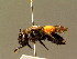  ( - BC ZSM HYM 01368)  @14 [ ] CreativeCommons - Attribution Non-Commercial Share-Alike (2010) Unspecified SNSB, Zoologische Staatssammlung Muenchen