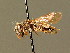  ( - BC ZSM HYM 01372)  @11 [ ] CreativeCommons - Attribution Non-Commercial Share-Alike (2010) Unspecified SNSB, Zoologische Staatssammlung Muenchen
