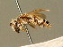  ( - BC ZSM HYM 01374)  @11 [ ] CreativeCommons - Attribution Non-Commercial Share-Alike (2010) Unspecified SNSB, Zoologische Staatssammlung Muenchen