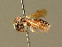  ( - BC ZSM HYM 01375)  @11 [ ] CreativeCommons - Attribution Non-Commercial Share-Alike (2010) Unspecified SNSB, Zoologische Staatssammlung Muenchen