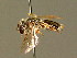  (Andrena nitidula - BC ZSM HYM 01376)  @14 [ ] CreativeCommons - Attribution Non-Commercial Share-Alike (2010) Unspecified SNSB, Zoologische Staatssammlung Muenchen