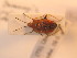  ( - BFB_Heteroptera_Schmolke_124)  @13 [ ] CreativeCommons - Attribution Non-Commercial Share-Alike (2012) Zoologische Staatssammlung Muenchen SNSB, Zoologische Staatssammlung Muenchen