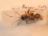  (Adelphocoris reichelii - BFB_Heteroptera_Schmolke_139)  @13 [ ] CreativeCommons - Attribution Non-Commercial Share-Alike (2012) Zoologische Staatssammlung Muenchen SNSB, Zoologische Staatssammlung Muenchen
