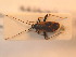  ( - BFB_Heteroptera_Schmolke_142)  @11 [ ] CreativeCommons - Attribution Non-Commercial Share-Alike (2012) Zoologische Staatssammlung Muenchen SNSB, Zoologische Staatssammlung Muenchen