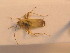  (Orthotylus schoberiae - BFB_Heteroptera_Schmolke_0227)  @12 [ ] CreativeCommons - Attribution Non-Commercial Share-Alike (2012) Zoologische Staatssammlung Muenchen SNSB, Zoologische Staatssammlung Muenchen