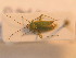  ( - BFB_Heteroptera_Schmolke_0231)  @12 [ ] CreativeCommons - Attribution Non-Commercial Share-Alike (2012) Zoologische Staatssammlung Muenchen SNSB, Zoologische Staatssammlung Muenchen