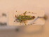  (Orthotylus interpositus - BFB_Heteroptera_Schmolke_0233)  @14 [ ] CreativeCommons - Attribution Non-Commercial Share-Alike (2012) Zoologische Staatssammlung Muenchen SNSB, Zoologische Staatssammlung Muenchen