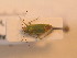  ( - BFB_Heteroptera_Schmolke_0234)  @13 [ ] CreativeCommons - Attribution Non-Commercial Share-Alike (2012) Zoologische Staatssammlung Muenchen SNSB, Zoologische Staatssammlung Muenchen