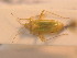  ( - BFB_Heteroptera_Schmolke_0236)  @11 [ ] CreativeCommons - Attribution Non-Commercial Share-Alike (2012) Zoologische Staatssammlung Muenchen SNSB, Zoologische Staatssammlung Muenchen