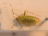 ( - BFB_Heteroptera_Schmolke_0237)  @11 [ ] CreativeCommons - Attribution Non-Commercial Share-Alike (2012) Zoologische Staatssammlung Muenchen SNSB, Zoologische Staatssammlung Muenchen