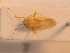  ( - BFB_Heteroptera_Schmolke_0241)  @12 [ ] CreativeCommons - Attribution Non-Commercial Share-Alike (2012) Zoologische Staatssammlung Muenchen SNSB, Zoologische Staatssammlung Muenchen