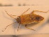  (Orthotylus fuscescens - BFB_Heteroptera_Schmolke_0250)  @13 [ ] CreativeCommons - Attribution Non-Commercial Share-Alike (2012) Zoologische Staatssammlung Muenchen SNSB, Zoologische Staatssammlung Muenchen