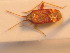  ( - BFB_Heteroptera_Schmolke_0252)  @12 [ ] CreativeCommons - Attribution Non-Commercial Share-Alike (2012) Zoologische Staatssammlung Muenchen SNSB, Zoologische Staatssammlung Muenchen