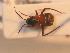  ( - BFB_Heteroptera_Schmolke_0256)  @11 [ ] CreativeCommons - Attribution Non-Commercial Share-Alike (2012) Zoologische Staatssammlung Muenchen SNSB, Zoologische Staatssammlung Muenchen